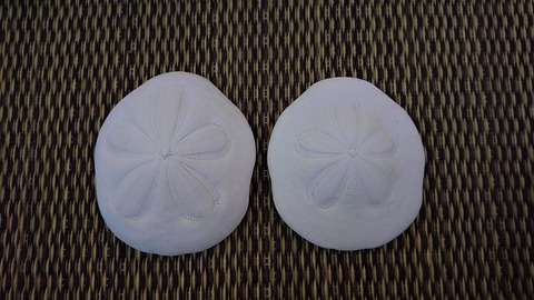 タコノマクラ 標本用 : 波と風の音を聴きながら～ レインボーウニ13点