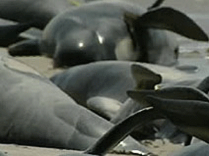 stranded_pilot_whale_2
