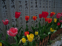 横峰寺境内に咲くチューリップ