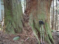 石鎚今宮道 杉の巨木3
