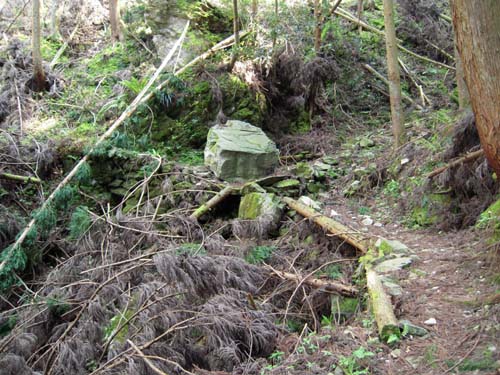 石鎚山今宮山道序盤の景色