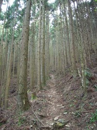 石鎚今宮道 杉木立の中の急坂道