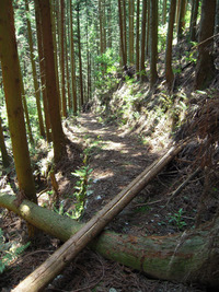 モエ坂の山道2