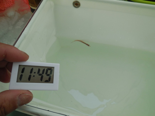 8 11:49 ボウズ回避