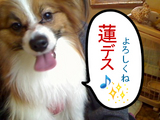 BlogPaint