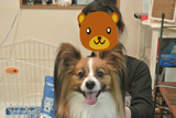 BlogPaint