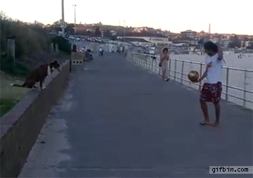 1426530137_man_and_dog_juggling_football