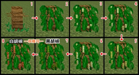 胡椒 成長 - コピー