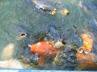 0711tobuyuen24