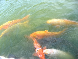 0711tobuyuen23
