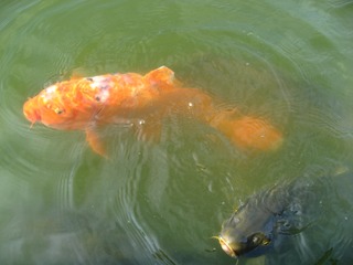 0711tobuyuen21