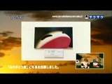 saku2_12_0126(19)