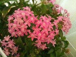 pentas