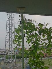 go-ya8