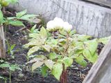 山芍薬(6)5/17
