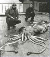 Colossal squid(4) 1970