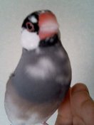 ¥Á¥ç¥³¤Á¤ã¤ó¡¢¤¢¤ê¤¬¤È¤¦¡Ä