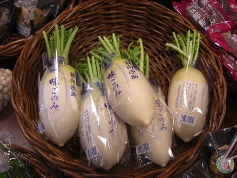 Gensuke_daikon