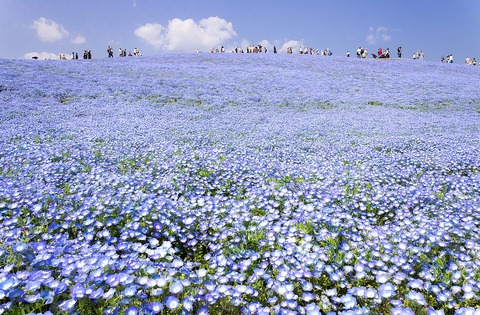 1024px-Hitachi_Seaside_Park_2018