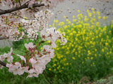 sakura07