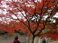 2乾通りの紅葉 (11)