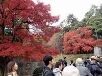 2乾通りの紅葉 (3)