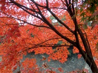 2乾通りの紅葉 (6)