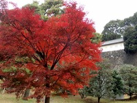 2乾通りの紅葉 (4)