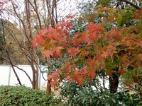 2乾通りの紅葉 (1)