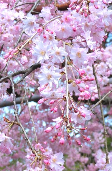 hiranosakura8