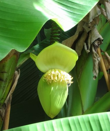 banana5