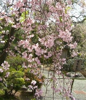都をどり桜2
