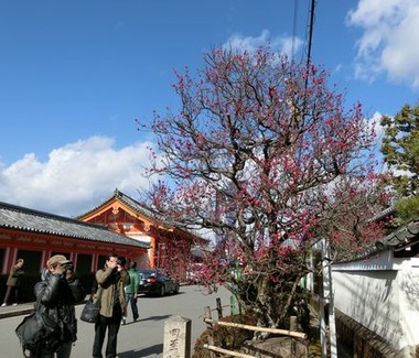hou_ume_3