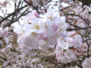 hiranosakura7
