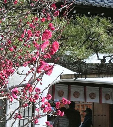 hou_ume_1