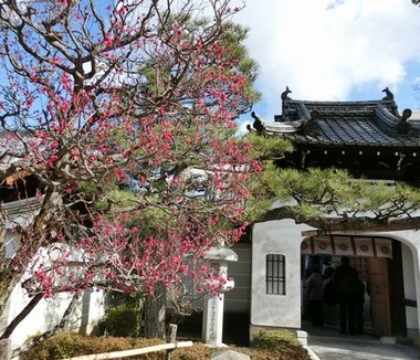 hou_ume_4