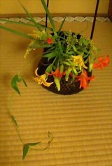 七夕茶会4