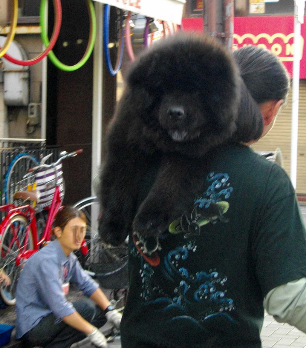 拡大画像にリンクしています