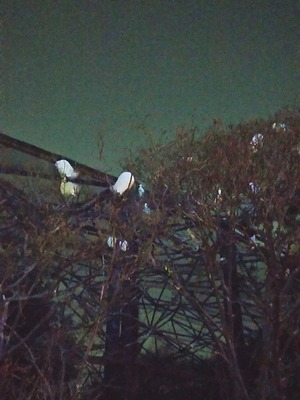 180328天王寺3