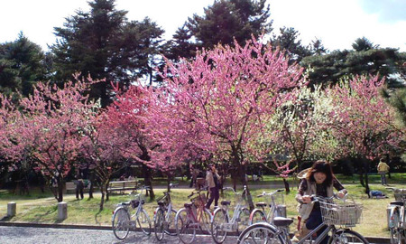 110407御所は桃満開1