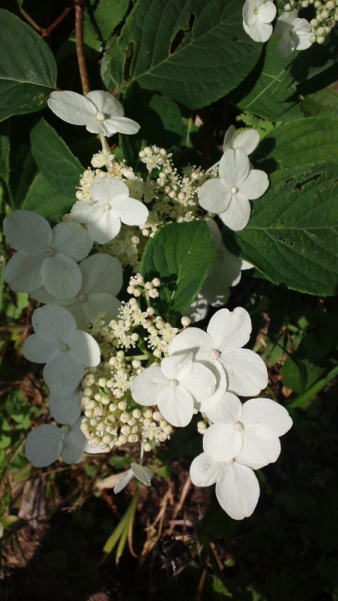 f016581f.jpg