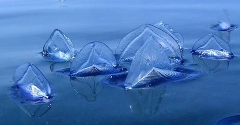 velella2