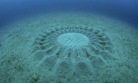 mystery-underwater-crop-circle-japan-3
