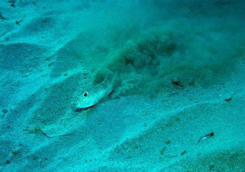 mystery-underwater-crop-circle-japan-2