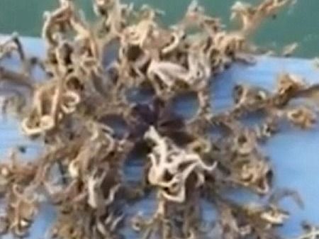 シンガポールで100の触手の生物