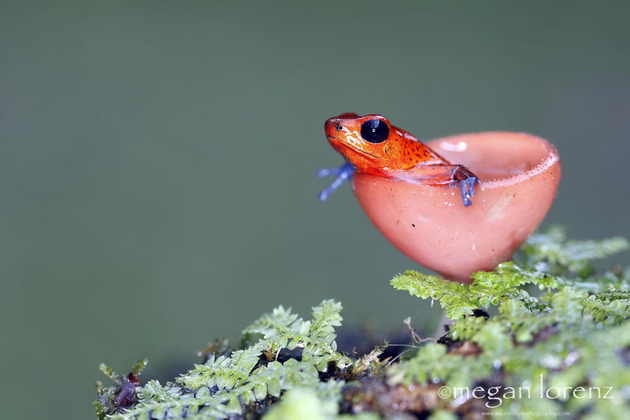 interesting-mushroom-photography-95__880