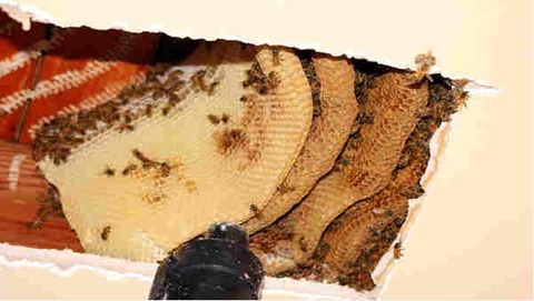WS000113