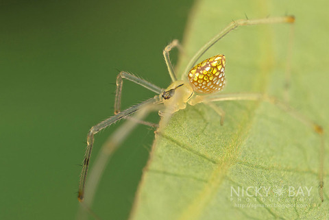 mirror-spider-animal-macro-photography-7