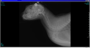 xray1