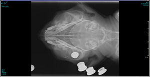 xray2